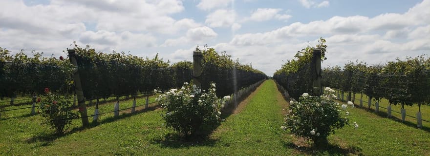 Depuis Cordoue : Visite privée du vin et de l'histoire