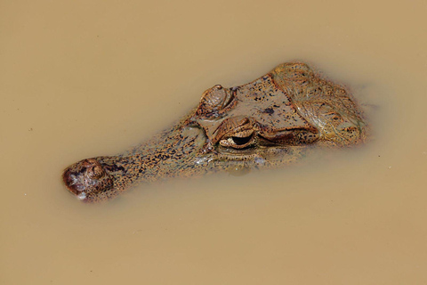 Unveil Amazon's Secrets: 4 Days of Macaw Bliss