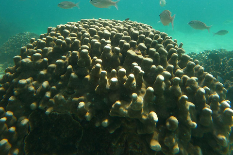 diymaniyat Snorkelling (swim whalesharks or turtles)