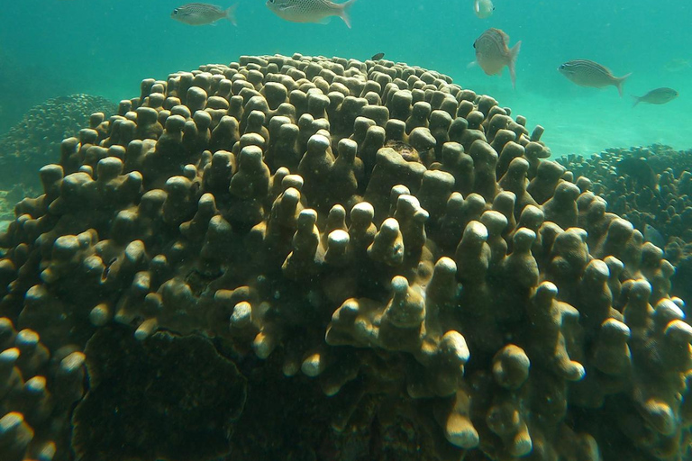 diymaniyat Snorkelling (swim whalesharks or turtles)