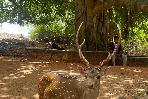 Ella: 3-Day Heritage Tour to Kandy, Nuwara Eliya & Sigiriya