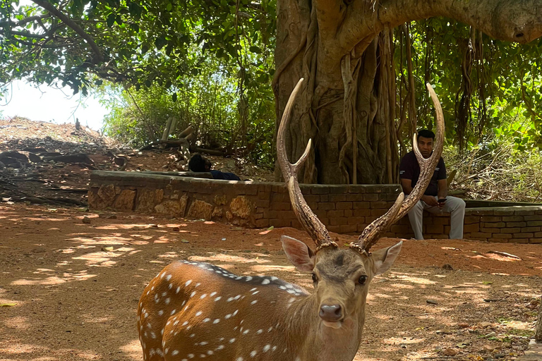 Ella: 3-Day Heritage Tour to Kandy, Nuwara Eliya & Sigiriya
