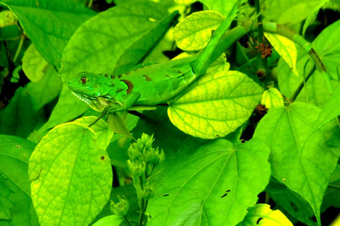 Tortuguero: Canoe Tour and Wildlife Spotting