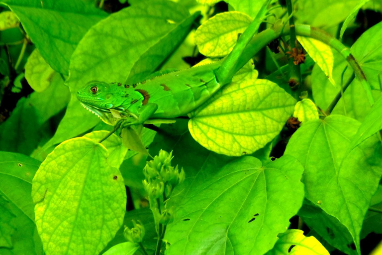 Tortuguero: Canoe Tour and Wildlife Spotting