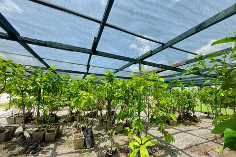 Accra: tour della piantagione di cacao e della fabbrica di cioccolato con pick-upAccra: tour di una piantagione di cacao e di una fabbrica di cioccolato con servizio di trasferimen