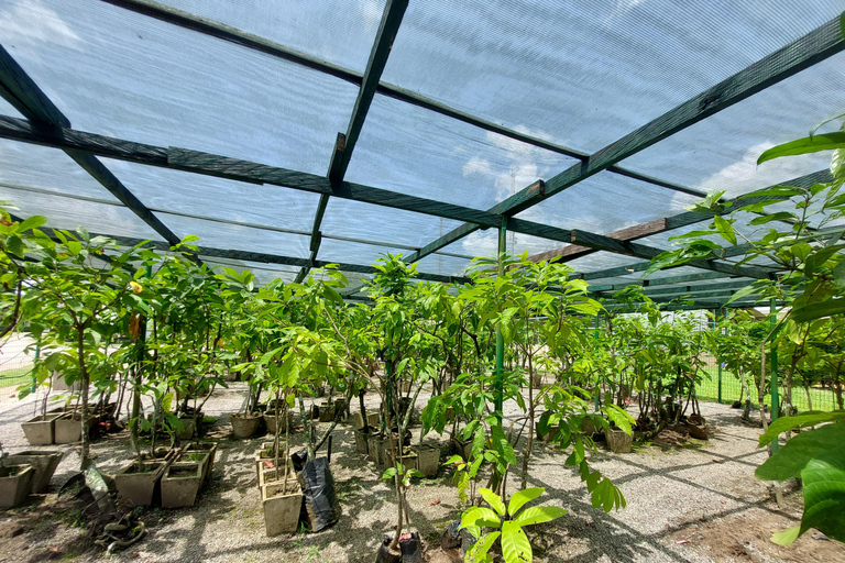 Accra: tour della piantagione di cacao e della fabbrica di cioccolato con pick-upAccra: tour di una piantagione di cacao e di una fabbrica di cioccolato con servizio di trasferimen