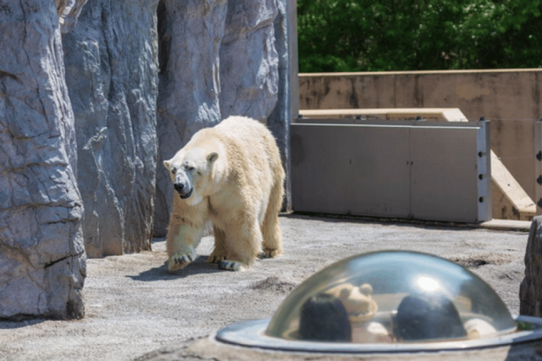 Asahiyama Zoo & Biei Blue Pond Day Trip in Hokkaido