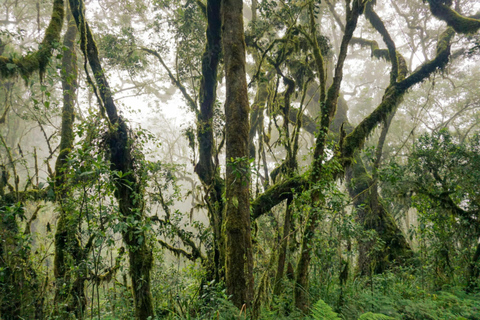 Randonnée d&#039;une journée sur le mont Kilimandjaro à travers la porte de Maranguprix de groupe