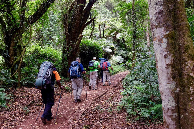 Mount Kilimanjaro en dags vandring till baslägret för liten grupp