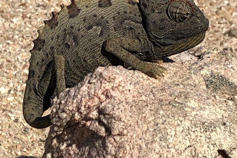 Swakopmund: &quot;UP CLOSE&quot; Living Desert E-FatBike Tour (wycieczka rowerowa z bliska)Wycieczka na rowerze elektrycznym UP CLOSE Living Desert Tour