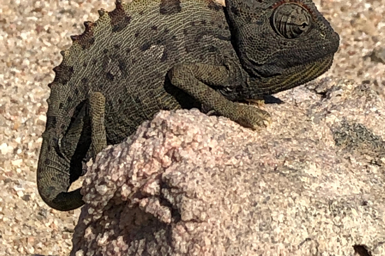 Swakopmund: "UP CLOSE" Living Desert E-FatBike Tour UP CLOSE Living Desert E-bike Tour