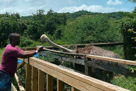 Dunn’s River Falls and Dolphin Cove Swim Adventure From Montego Bay/ Falmouth/ Trelawny