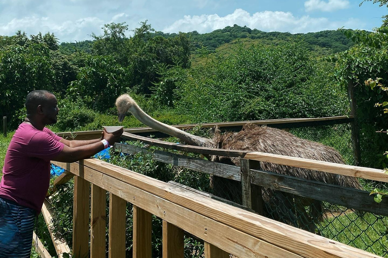 Dunn’s River Falls and Dolphin Cove Swim Adventure From Montego Bay/ Falmouth/ Trelawny