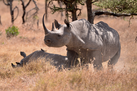 Jednodniowa wycieczka do rezerwatu Ol pejeta z Nairobi