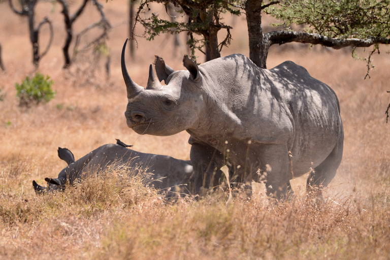 Excursão de um dia à Ol pejeta Conservancy saindo de Nairóbi