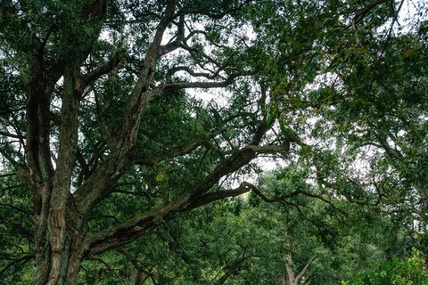 Shanghai: Zoumagang Hike Through Ancient Torreya Forest private tour option