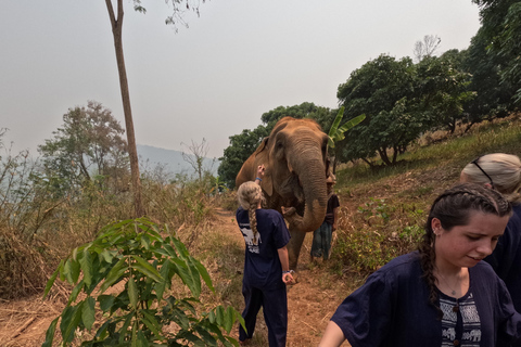 Full-day with CHIANGMAI ELEPHANT CARE and Sticky waterfall