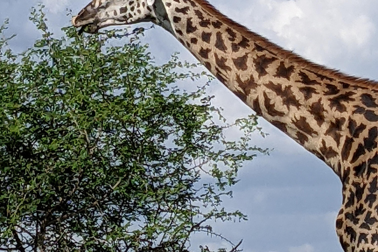 Zanzibar: Safari di 2 giorni nel Parco Nazionale di Mikumi