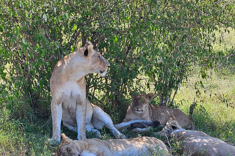 Overnight Masai Mara National Park From Nairobi