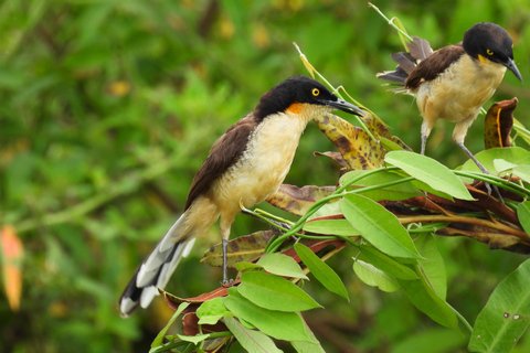 Cartagena: Private tour of bird watching in the Canal del dique