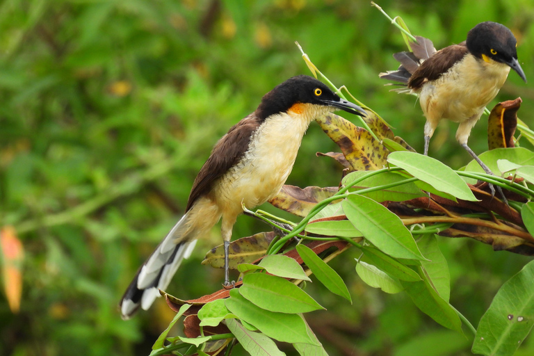 Cartagena: Tour privado de avistamiento de aves en el Canal del dique