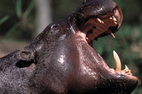 Sierra Leone: Rondleiding door het Gola Rainforest National Park