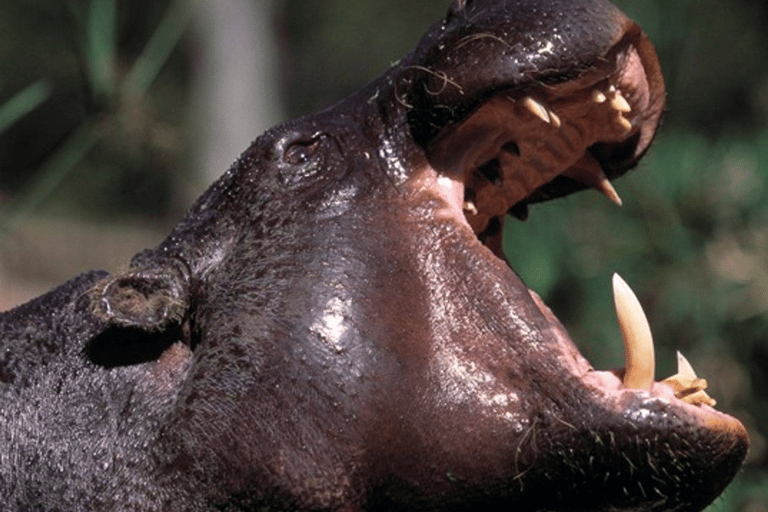 Sierra Leone: Gola Rainforest National Park Guided Tour