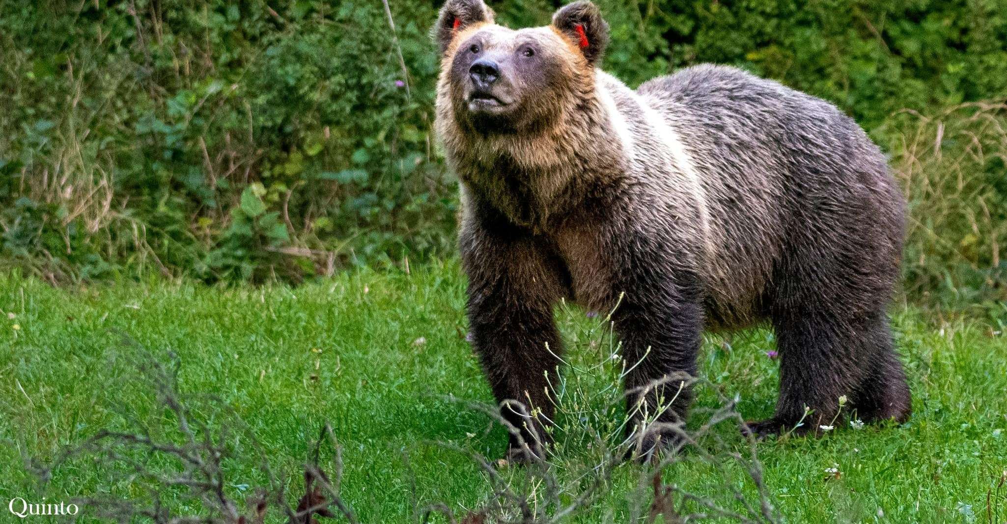 Pescasseroli: Bearwatching sulle tracce dell'Orso Bruno Marsicano