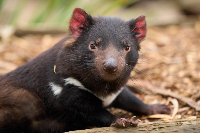 Bonorong Wildlife Sanctuary Shuttle: Hobart Excursie vanaf de kust