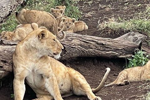Nairobi National Park Evening and Sundowner Game Drive