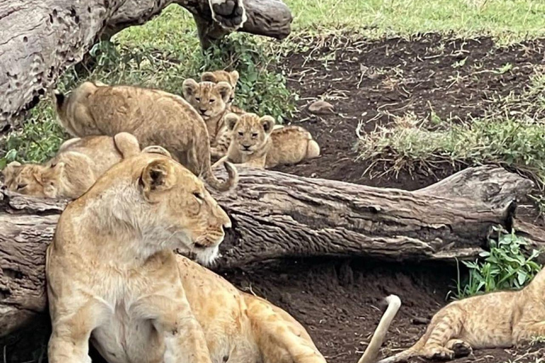 Nairobi National Park Evening and Sundowner Game Drive
