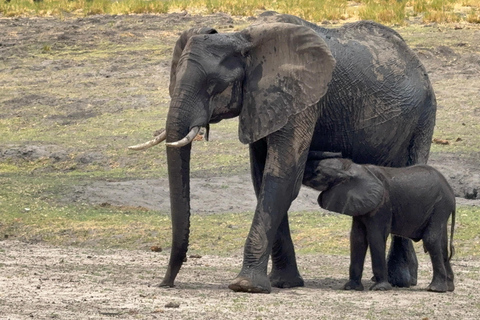 Chobe Overnight Trip (nocna przejażdżka, spacer po wiosce, kemping)