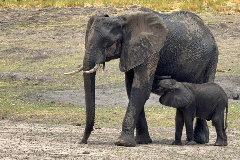Chobe Overnight Trip (nocna przejażdżka, spacer po wiosce, kemping)