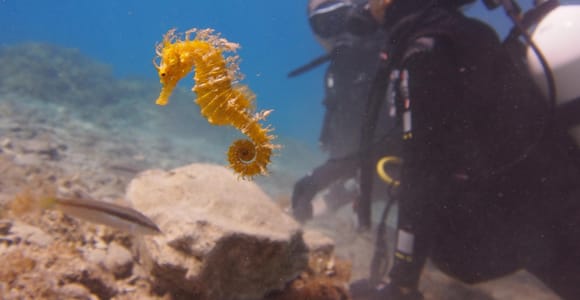 Split-Makarska-Brela Schnuppertauchen