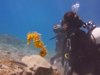 Split-Makarska-Brela Probeer SCUBA duiken