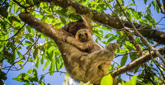 La Fortuna: Sloth Watching Tour