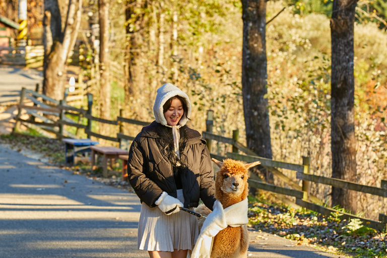 Seoul: Alpaca World, Railbike and opt Garden of Morning Calm Alpaca+Bike Shared Tour, Meet at Dongdaemun
