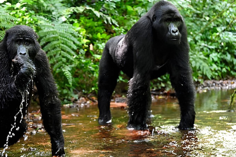 乌干达：3 天布温迪大猩猩和基巴莱黑猩猩徒步之旅乌干达：布温迪大猩猩和基巴莱黑猩猩徒步之旅（3 天）