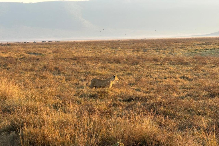 Arusha: 4-Day Safari to Tarangire, Serengeti, and Ngorongoro