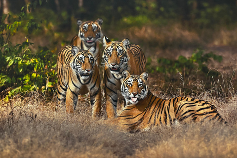 Visite nocturne du Triangle d'Or avec Ranthambore en voiture 6 Nuits 7 JoursVoiture AC + visite guidée uniquement