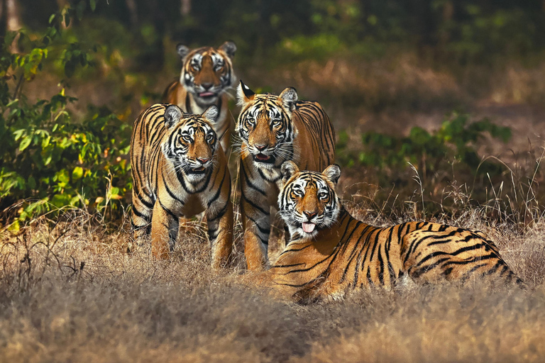 Visite nocturne du Triangle d'Or avec Ranthambore en voiture 6 Nuits 7 JoursVoiture AC + visite guidée uniquement