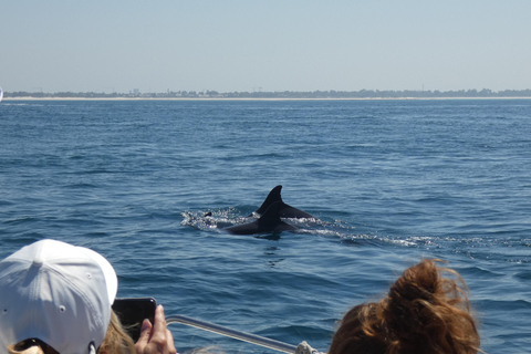 Dolphin Watching in Arrábida Natural Park