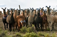 alpaca therapy and healing with clay - Housity