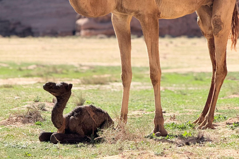 Wadi Rum: Bedouin Culture Tour with Bedouin Guide in desert CAML TOUR 1HOUR