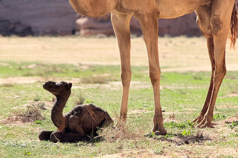 Wadi Rum: Bedouin Culture Tour with Bedouin Guide in desert CAML TOUR 1HOUR