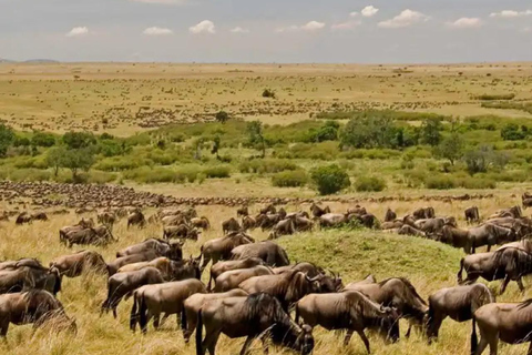 6 dias de Safari no Lago e no mato - Lago Naivasha e Masai Mara