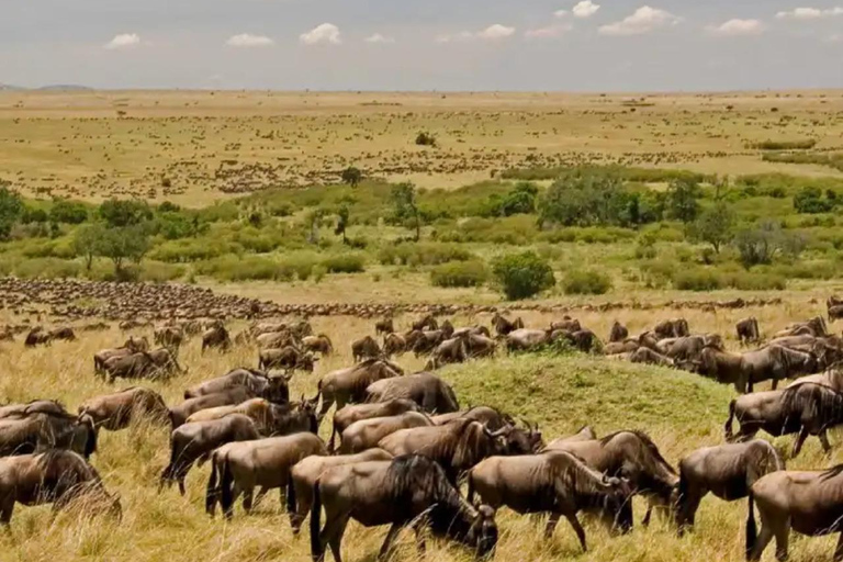 6 dias de Safari no Lago e no mato - Lago Naivasha e Masai Mara