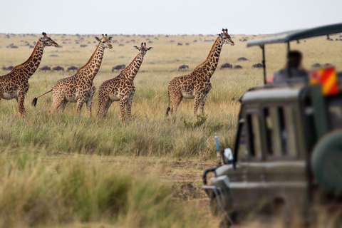 Cape Town: One-Day Safari with Game Drive & Lunch