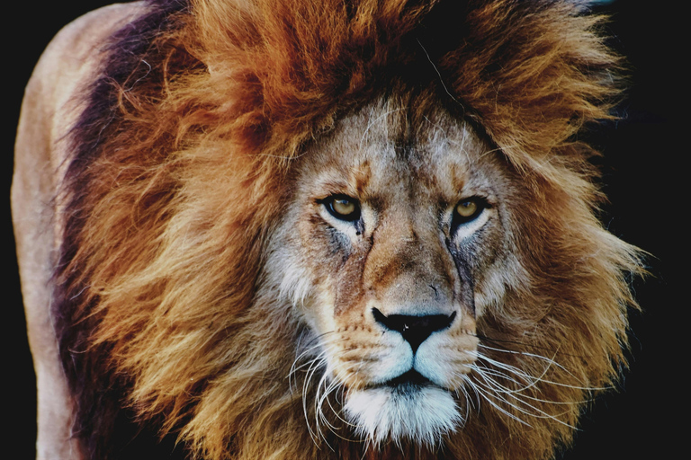 From Durban: Game drive at Hluhluwe-iMfolozi Park Big 5