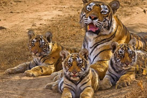 2-Day Wildlife Safari and Tour of Jim Corbett National Park All Inclusive Tour